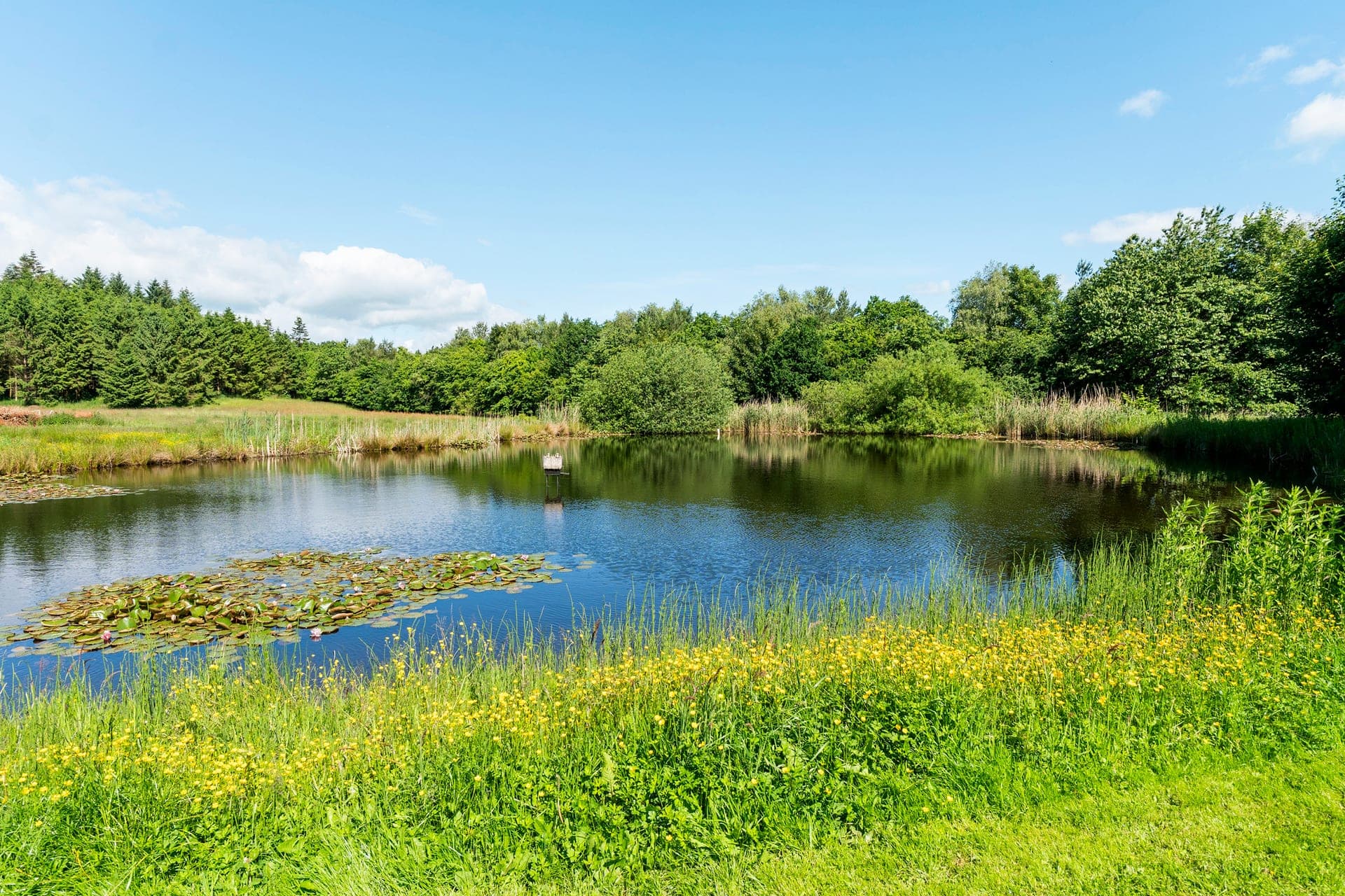 Holdflod – firlænget gård med skov, sø og eng — billede 11
