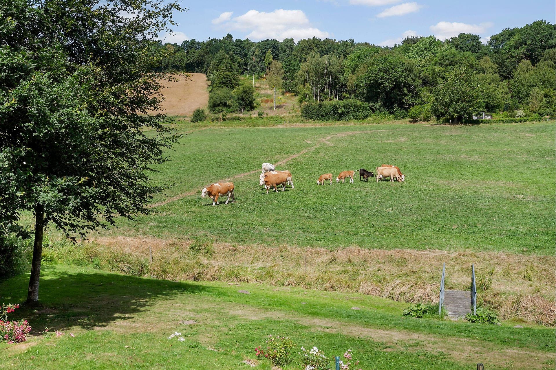 Landsted i Bjerre med 46 ha mark, skov og eng — billede 8