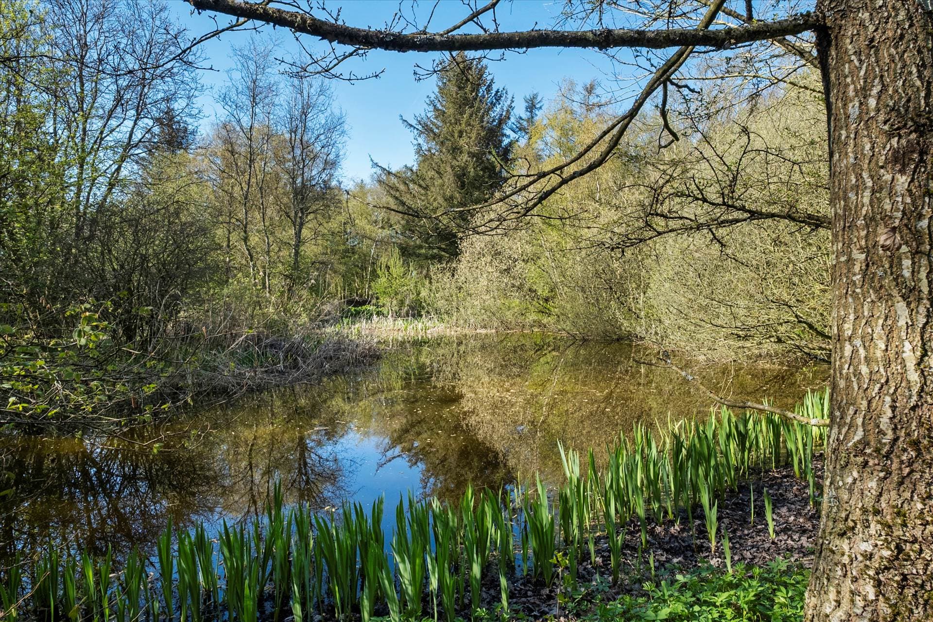 Landsted med egen sø og skov ved Brovst — billede 3