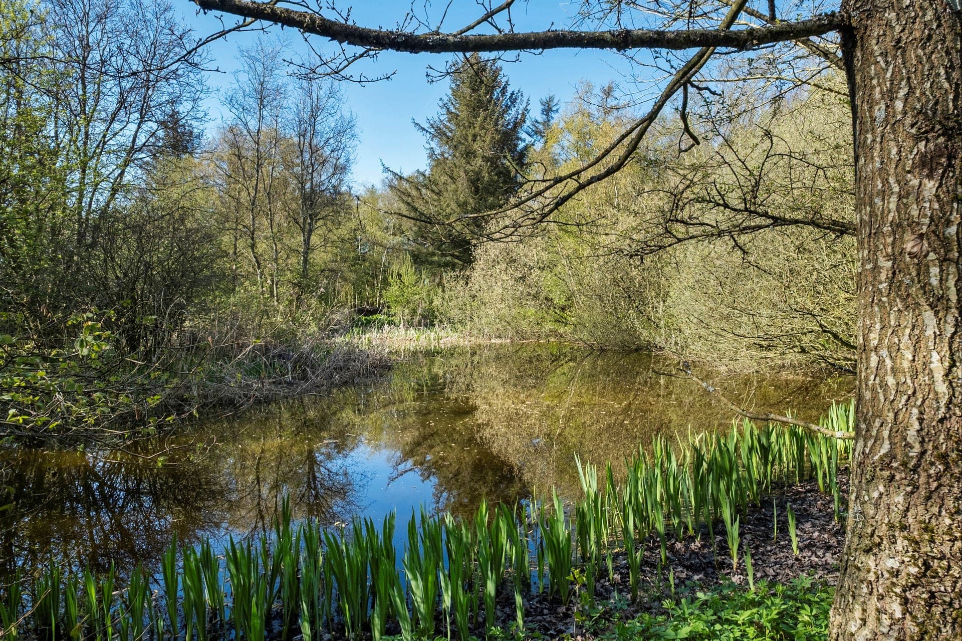 Landsted med egen sø og skov ved Brovst — billede 4