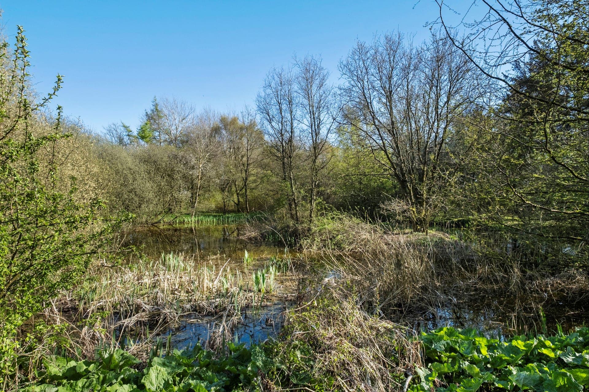 Landsted med egen sø og skov ved Brovst — billede 7