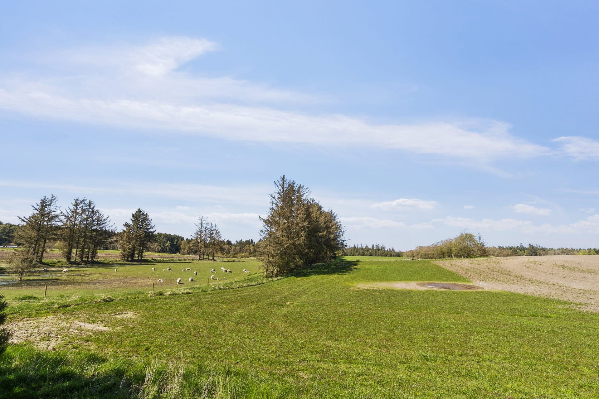 Landejendom med egen skov i Thy — billede 7