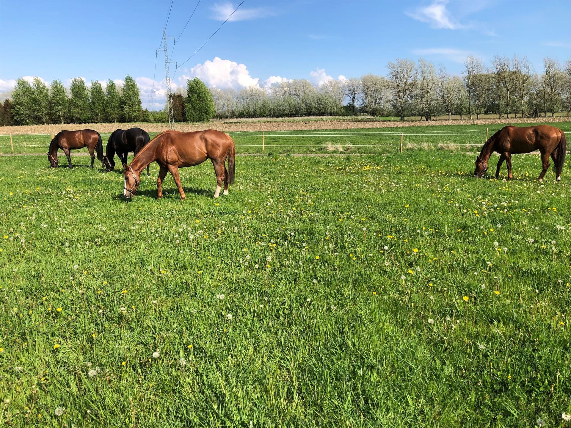 Hesteejendom ved Korsør — billede 7